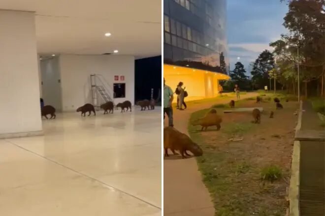 Capivaras invadem prédio do governo em BH: grupo entra até no hall