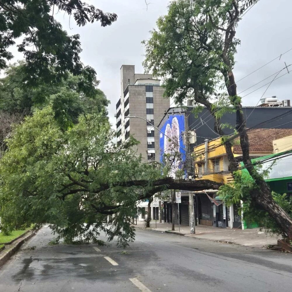 Árvore caída em via pública após temporal em Belo Horizonte.