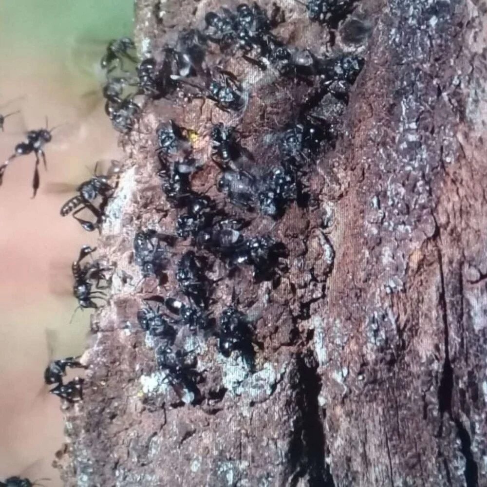 Abelhas nativas auxiliam na reprodução da vegetação em áreas de Minas Gerais.