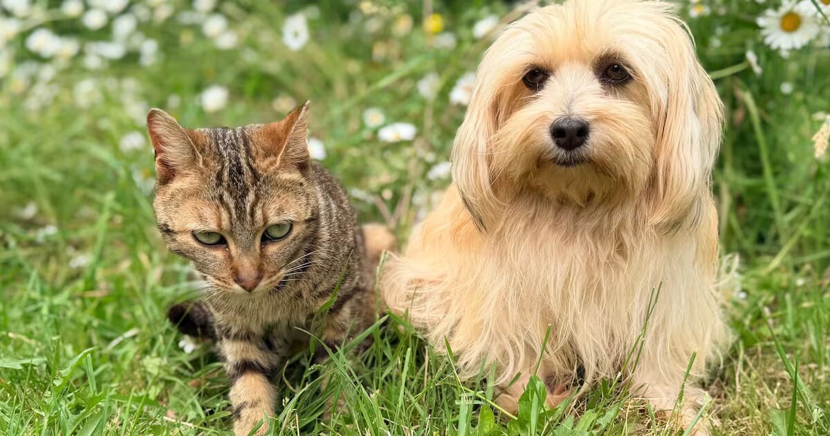 Cães e gatos poderão passar por avaliação gratuita de prevenção ao câncer de mama no bairro Funcionários.