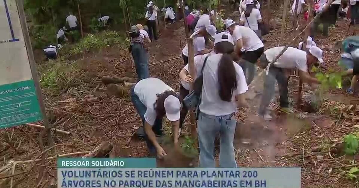 Voluntários plantam 200 árvores no Parque das Mangabeiras para conter invasão de cipó